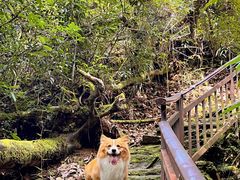 -云南屏边大围山国家公园