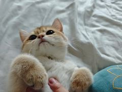 -lincat·猫舍(广州店)