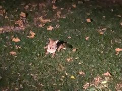 -清迈夜间动物园