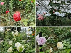 -恩格贝生态旅游区