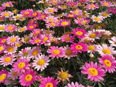 -松山湖梦幻百花洲