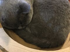 -猫小院猫主题咖啡厅(北锣店)