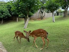 -泉州海丝野生动物世界