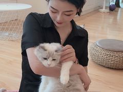 -momokira米努特·德文卷毛猫·棉花面纱犬