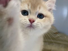 -东方名猫馆·英短金渐层布偶猫舍(环线广场1号楼店)