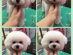 -爱宠屋pet shop·宠物洗澡·宠物美容