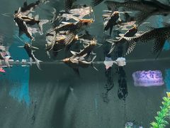 -苏州海洋馆