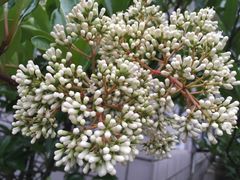 -西岭雪山大飞水景区