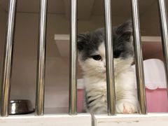 -东方名猫馆·英短金渐层布偶猫舍(环线广场1号楼店)