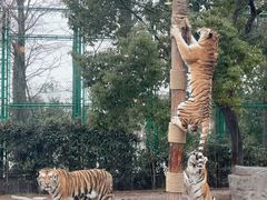 -上海野生动物园老虎餐厅