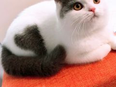 -喵zoo家庭繁育猫舍(尖东智能花园店)