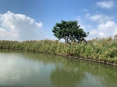 -大湾区中央湿地公园