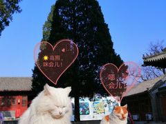 -大觉寺-停车场