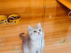-猫十亿·布偶金渐层·曼基康矮脚猫舍(青年路店)