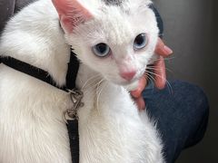 -创凡宠物医院·骨专科  猫科中心(西乡分院)