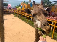 -西霞口神雕山野生动物世界