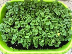 -春花秋色城市公园