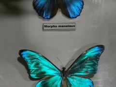 -上海大自然野生昆虫馆(东方明珠·爬宠昆虫探索中心)