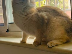 -东方名猫馆·英短金渐层布偶猫舍(环线广场1号楼店)