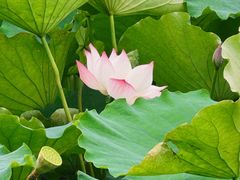-桂湖森林公园