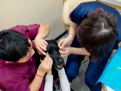 -芭比堂动物医院·CT·微创中心(新顺分院)