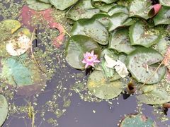 iphone_upload_pic-莲湖公园