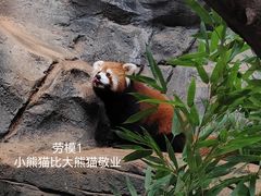 -红山森林动物园