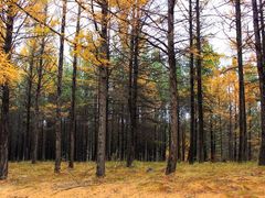 -塞罕坝国家级自然保护区