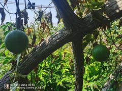 -广西壮族自治区药用植物园