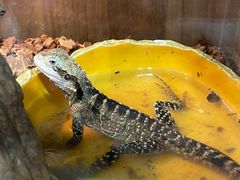 -酷以爬仙阁实体爬宠店·守宫·蜥蜴·专业繁育