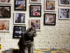 -平行世界·猫咖(首经贸店)