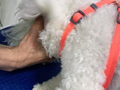 -佳雯宠物医院(金华南路分院)