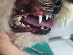 -利又安动物医院··老年病·猫科犬科·中兽医