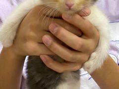 -楼上猫咖(罗湖店)