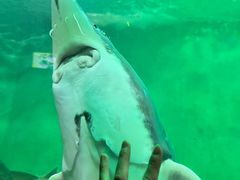 -太平洋海底世界