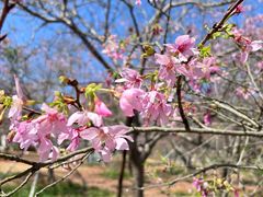 -天适樱花悠乐园