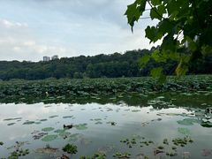 -月湖风景区