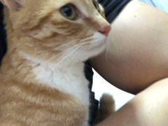 -伟伟宠物医院·CT影像中心·瑞派犬猫综合性门诊(汉口总院)