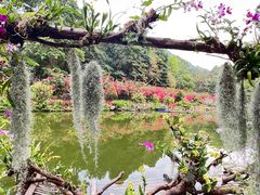 -深圳仙湖植物园