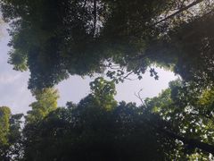 -上海佘山国家森林公园天马山园