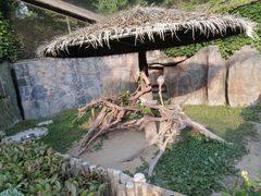 -上海野生动物园