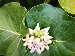 -郭林家常菜(洋桥店)