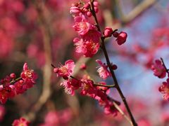 -梅花山(明孝陵内)