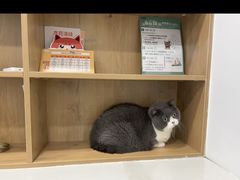 -艾贝尔宠物医院·24H转诊中心·肿瘤猫专科(江宁双龙店)