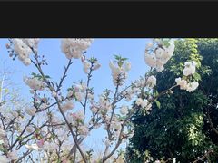 -天适樱花悠乐园