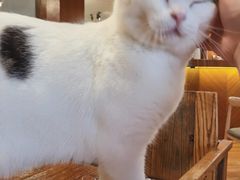 -喵园·猫主题咖啡厅·撸猫·猫咖(国贸店)