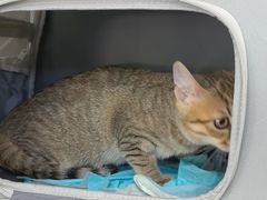 -瑞派伍一宠物医院·眼科·骨科·猫科转诊中心(马王堆院)