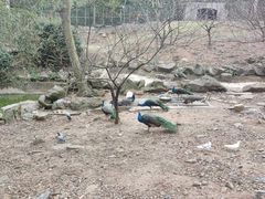 -南京老山国家森林公园
