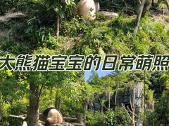 -熊猫谷