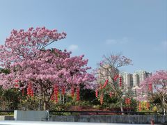 -华侨公园